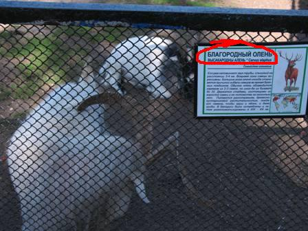 Вот такие у нас в зоопарке олени!